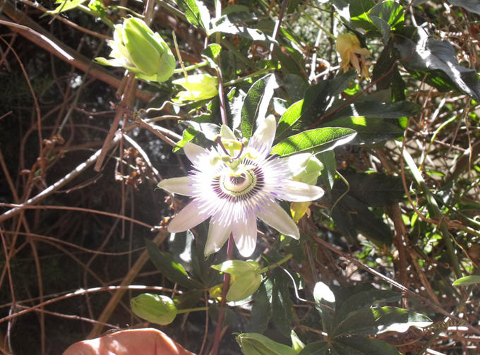 Passiflora caerulea